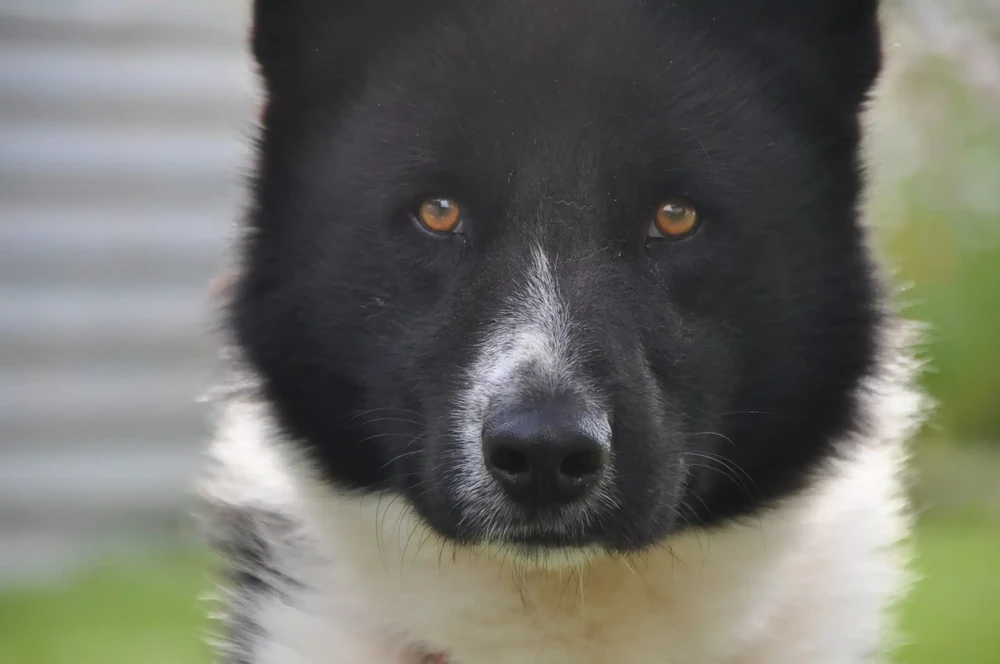 Karelian Bear Dog close-up in daylight