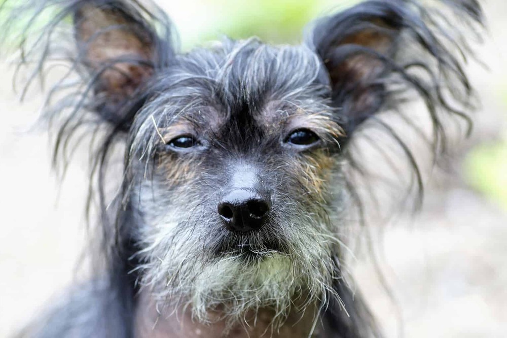 Close view of a Chinese Crested face