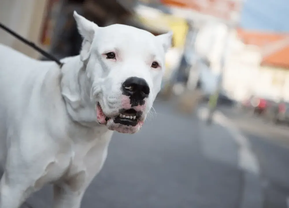 Dogo Argentino walking with handler
