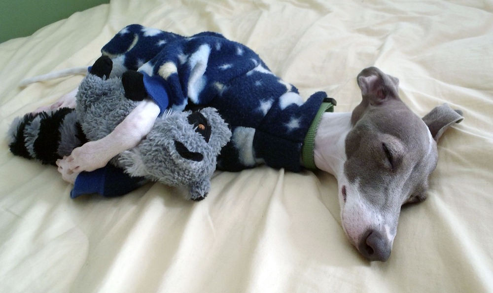 Sighthound resting on the ground