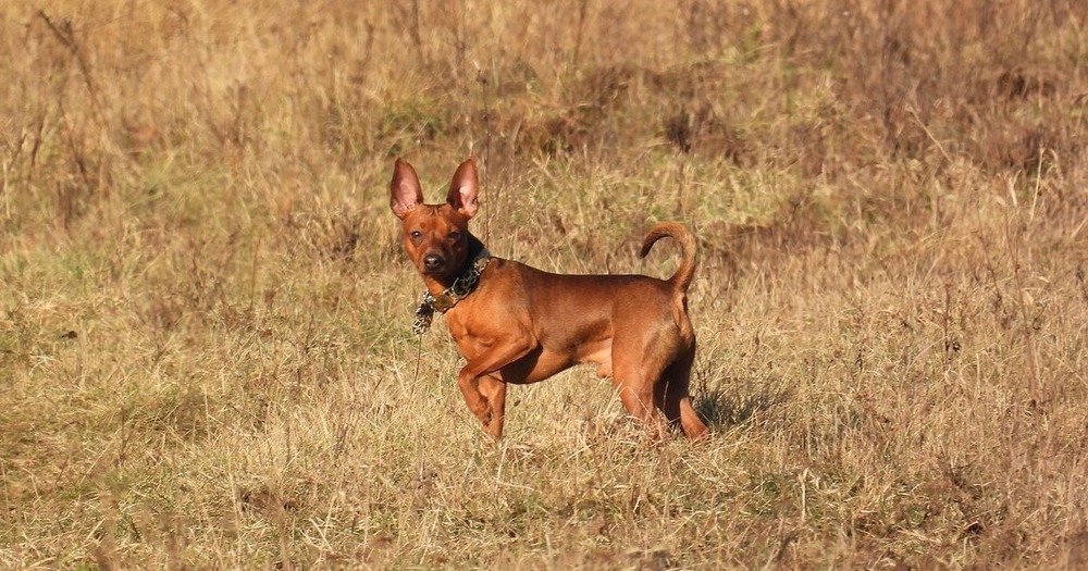 Miniature Pinscher outdoors in daylight