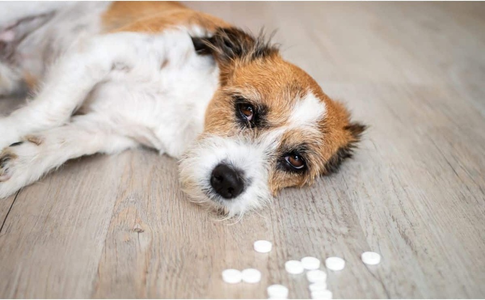 Veterinary clinic setting with a dog on an examination table