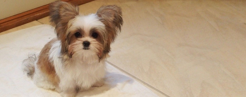 Small Mi-Ki dog standing outdoors