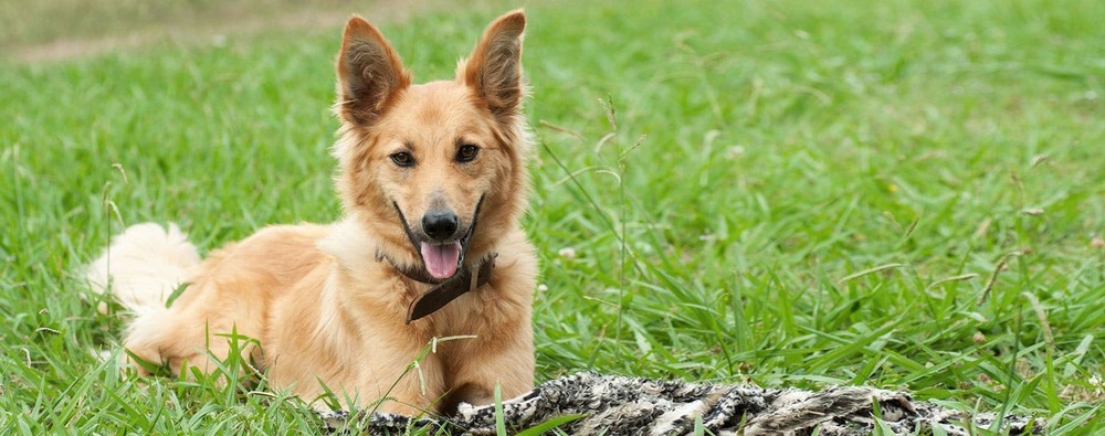 Basque Shepherd Dog standing outdoors