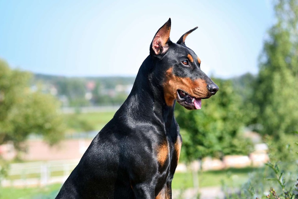 German Pinscher standing alert outdoors