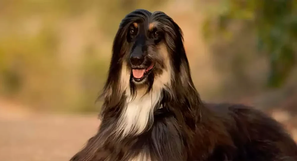 Hound-type dog watching attentively