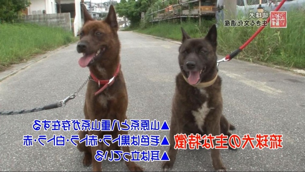 Ryukyu Inu walking on grass