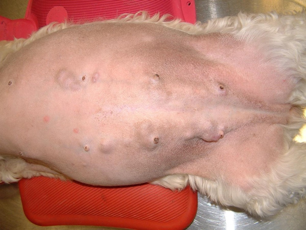 Dog resting comfortably with a bandage after veterinary care