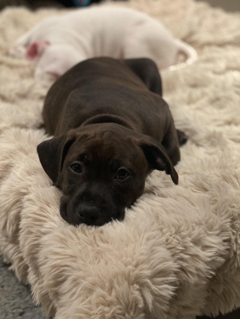 Staffordshire Bull Terrier head and shoulders close up