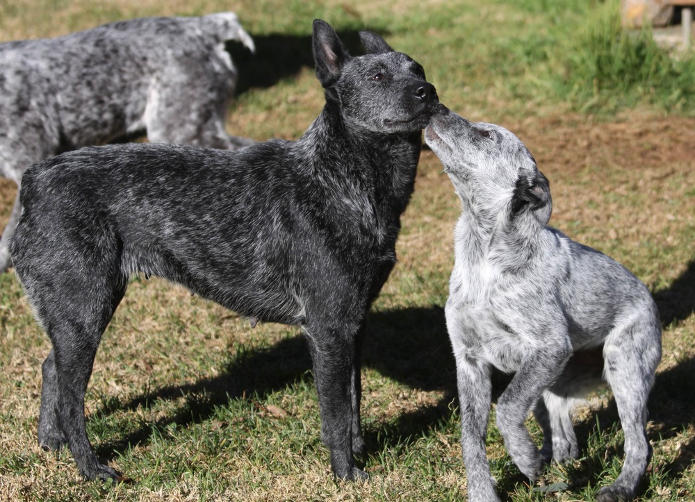 Australian Stumpy Tail Cattle Dog close-up portrait
