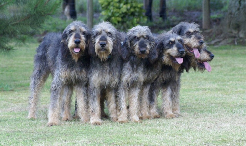 Griffon Nivernais exploring grass