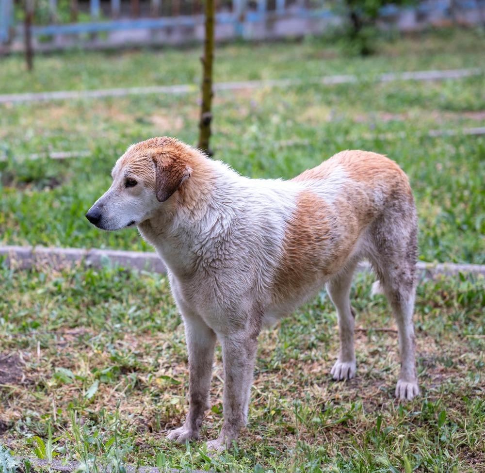 Large dog lying down in a relaxed posture