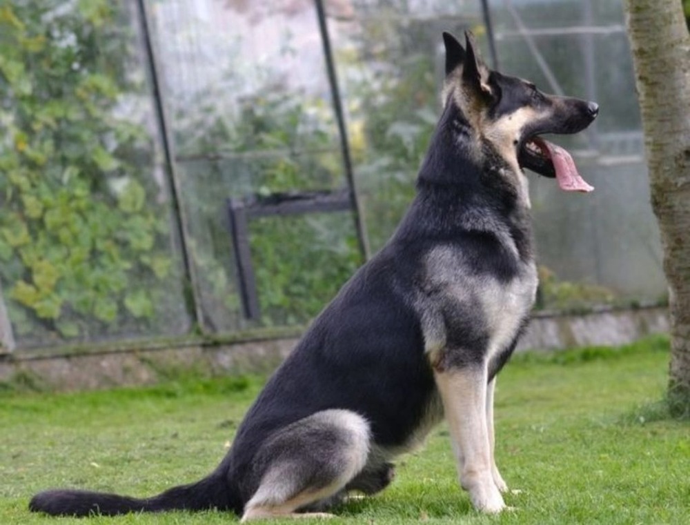East European Shepherd moving through grass