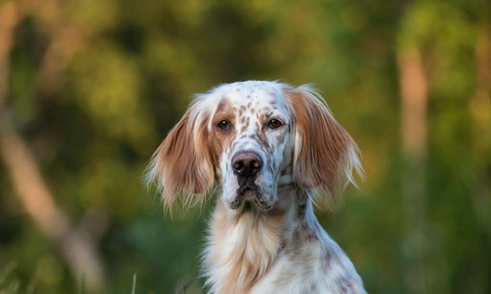 Wet-coated dog near shoreline