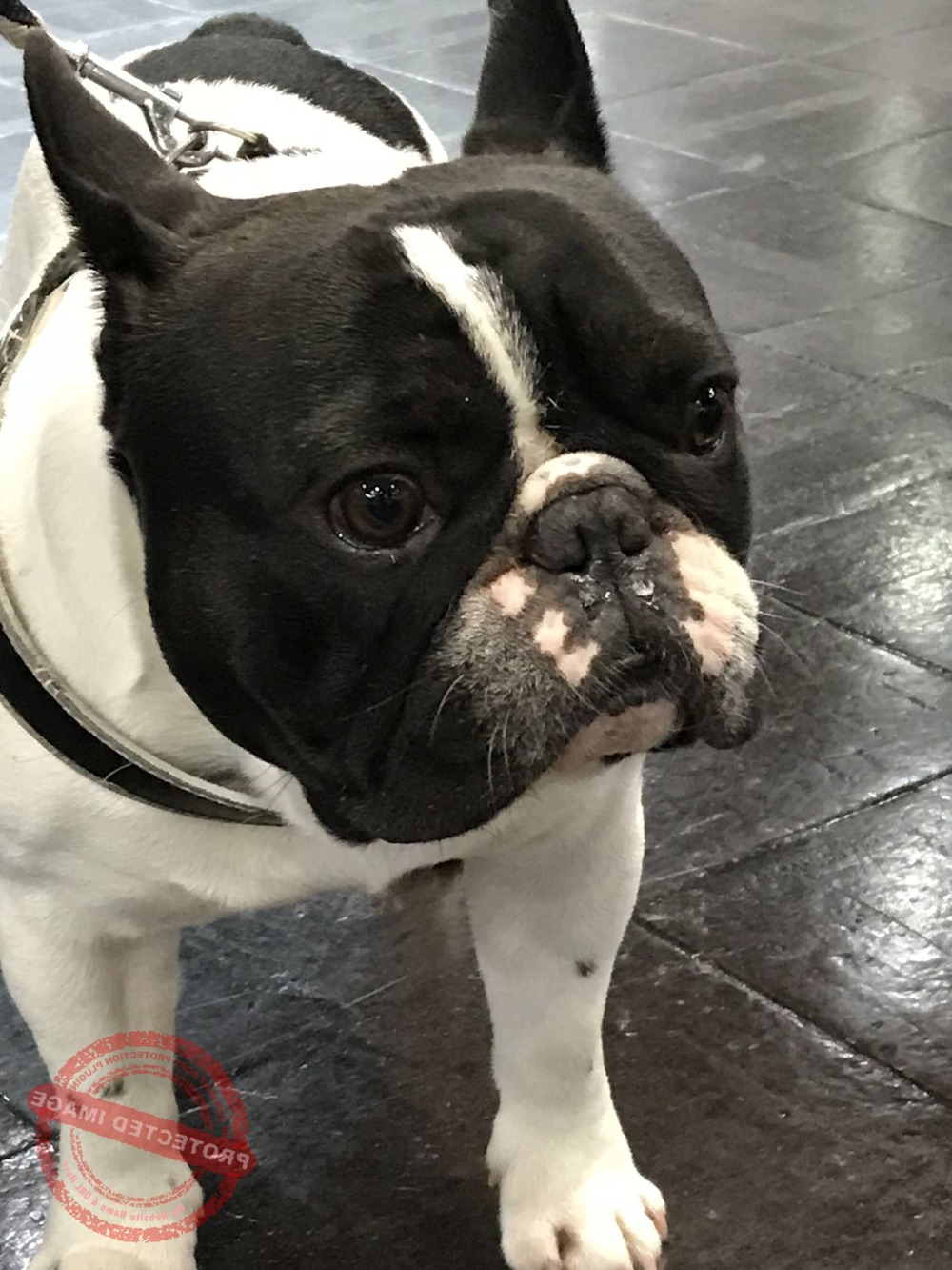 Close view of Boston Terrier face