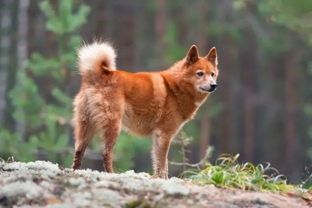 Finnish Spitz walking through grass
