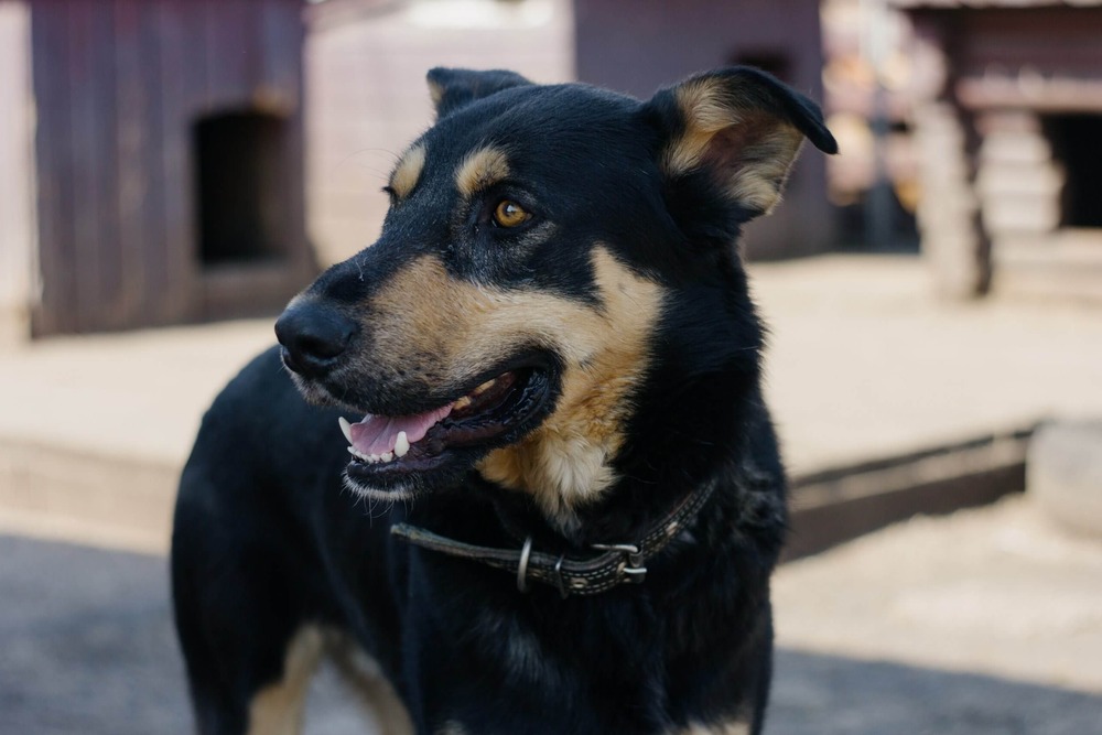 Australian Kelpie standing on a path
