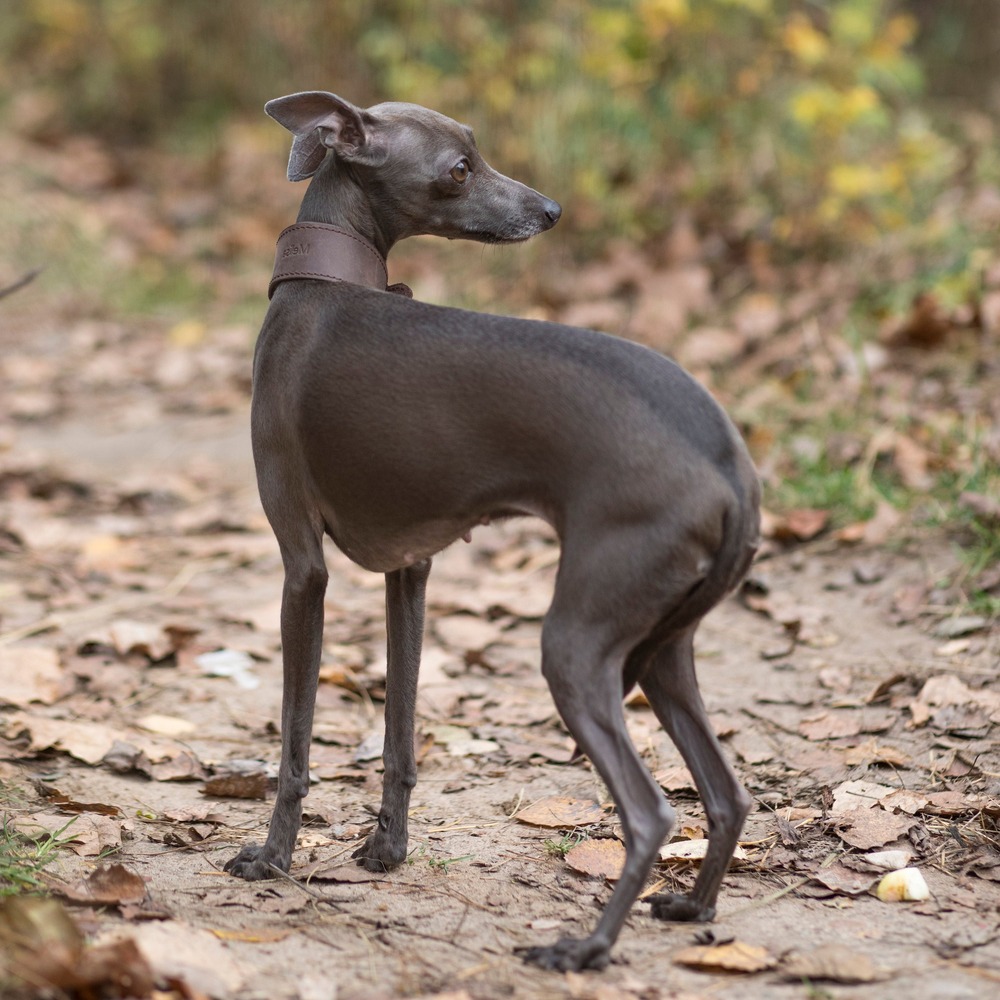 Levriero Sardo standing in profile