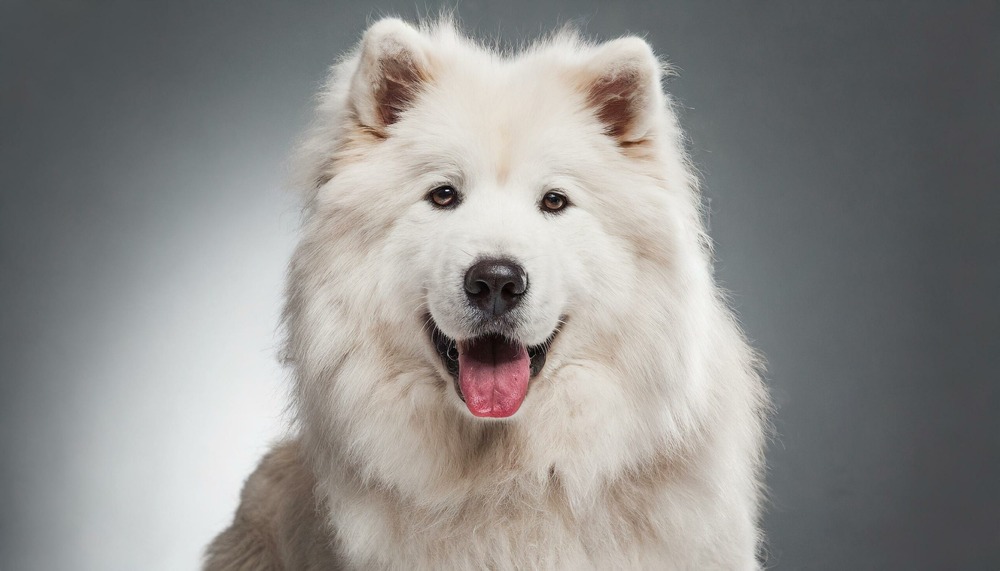 Greenland Dog standing outdoors