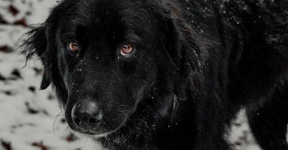 Romanian Raven Shepherd Dog with thick black coat and drop ears