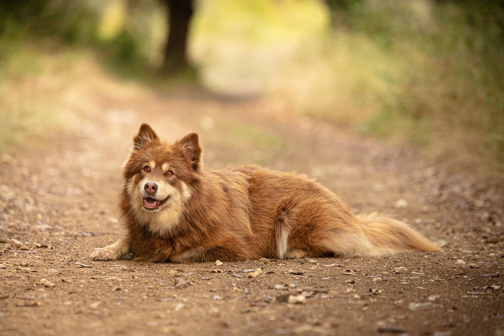 Lapponian Herder standing outdoors