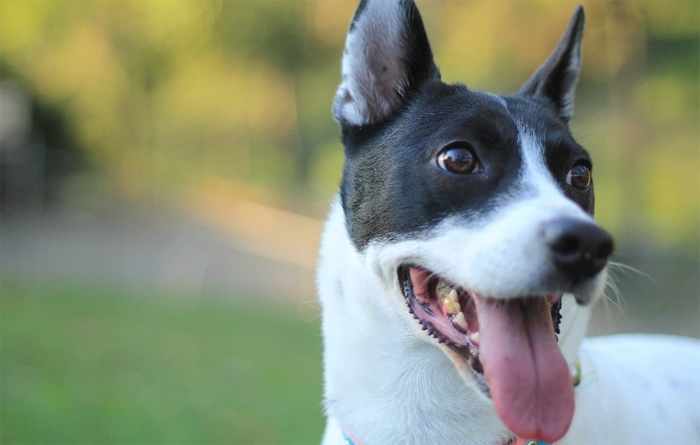 Short-coated dog standing near a handler outdoors