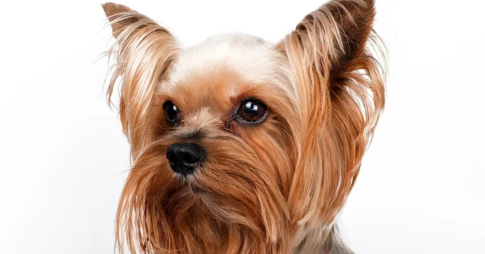 Yorkshire Terrier sitting calmly with upright ears