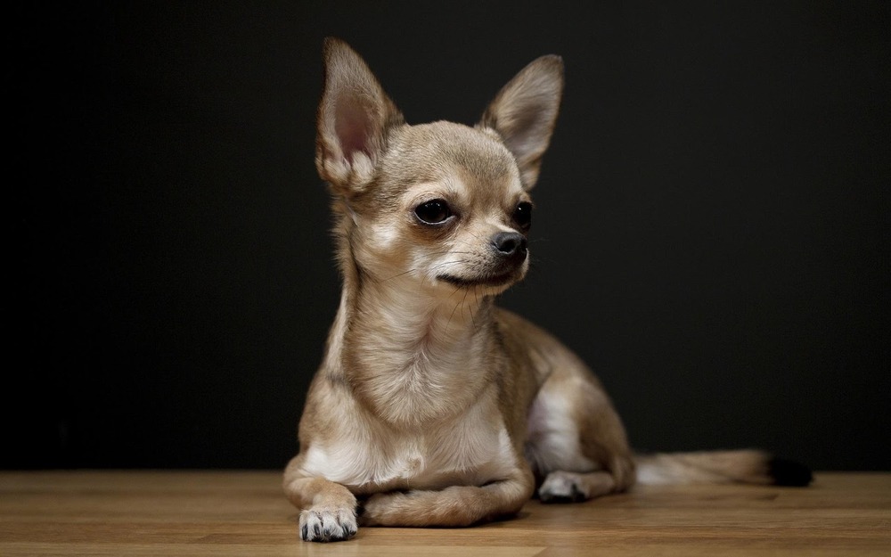 Chihuahua on a blanket indoors