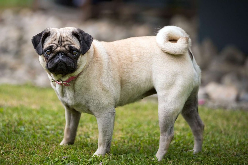 Close view of pug face and wrinkles