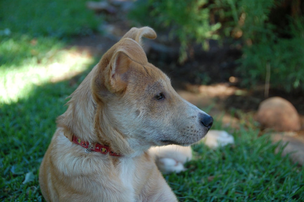 Africanis dog looking attentive
