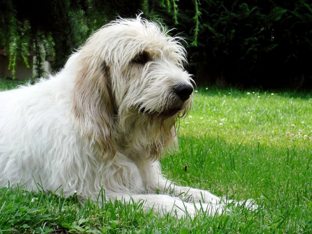 Briquet Griffon Vend&eacute;en outdoors on a walk