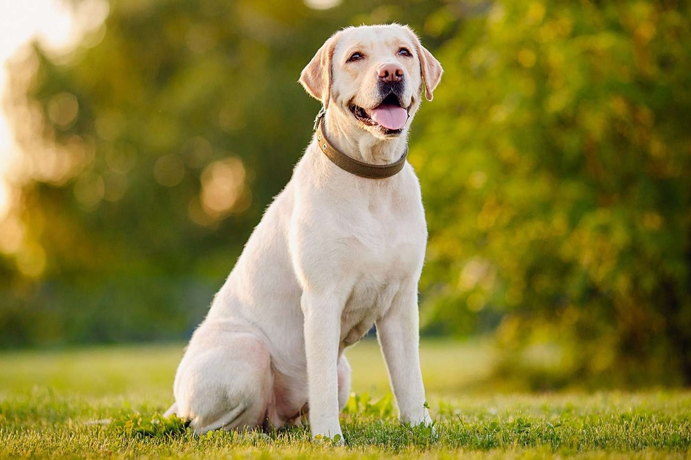 Chocolate Labrador retriever looking attentive