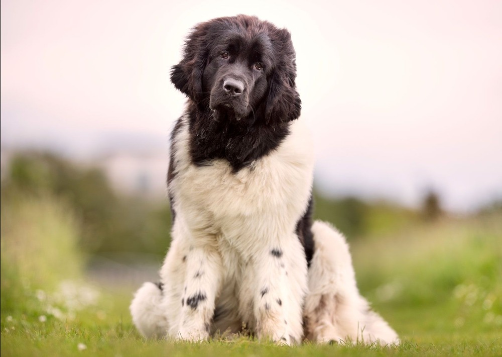 Newfoundland dog sitting with attentive expression