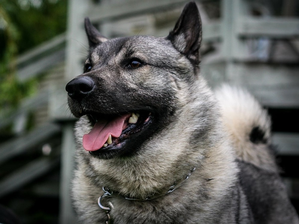 Norwegian Elkhound close-up showing thick coat