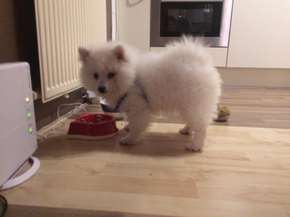 Fluffy spitz type dog in profile with upright ears