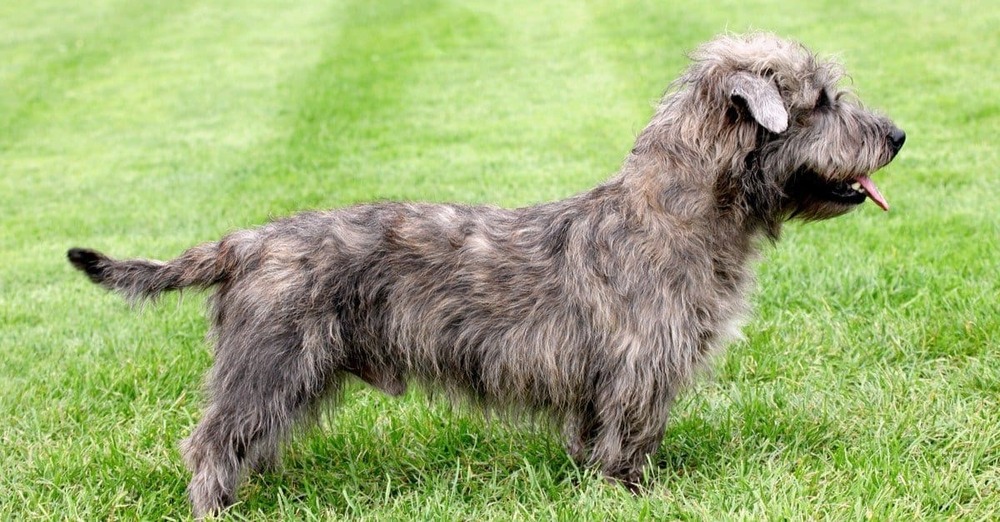 Glen of Imaal Terrier resting on grass