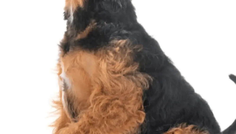 Welsh Terrier looking up at owner