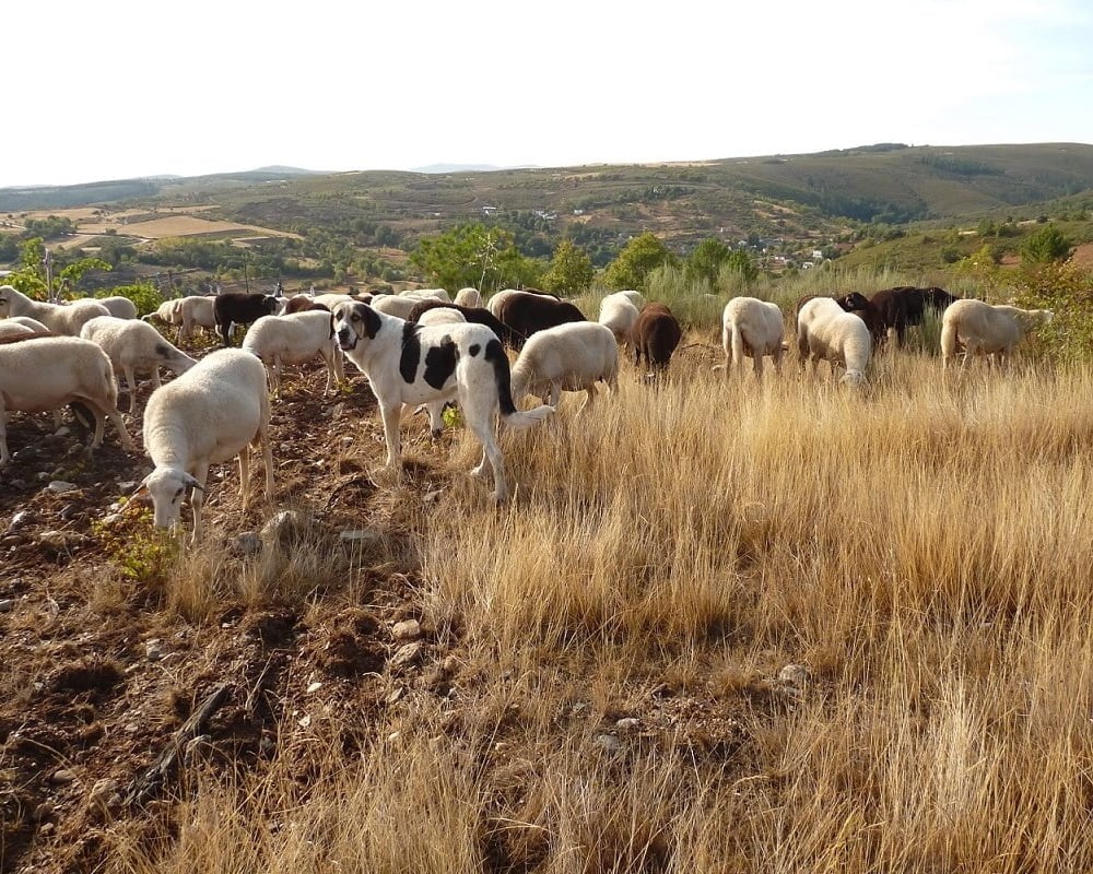 Large dog resting and watching its surroundings