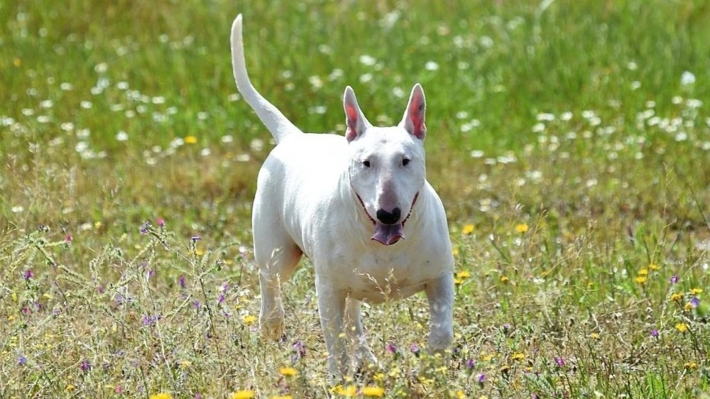 White Gull Terrier head and shoulders, alert ears