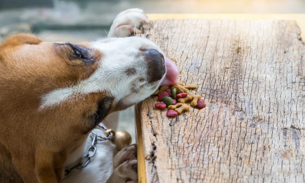 Dog resting indoors after a meal