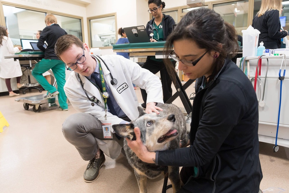Dog resting calmly on a clinic blanket