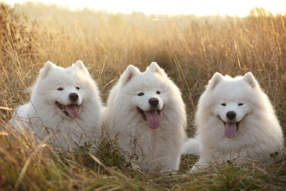 Samoyed sitting calmly outdoors