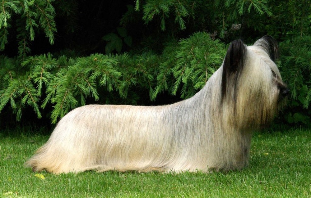 Close view of Skye Terrier head and ears