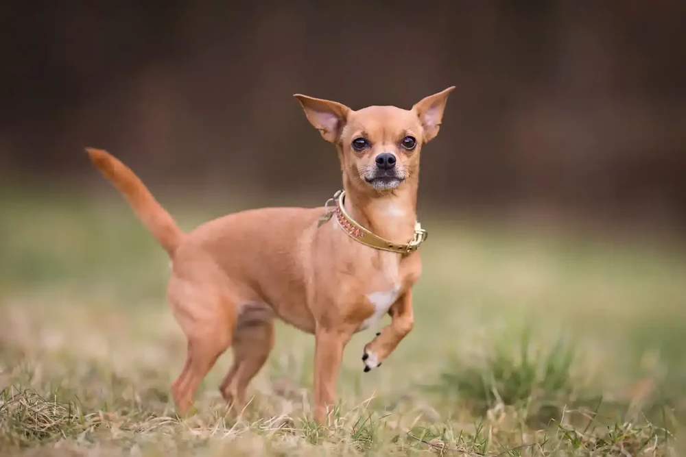 Chihuahua looking up at owner