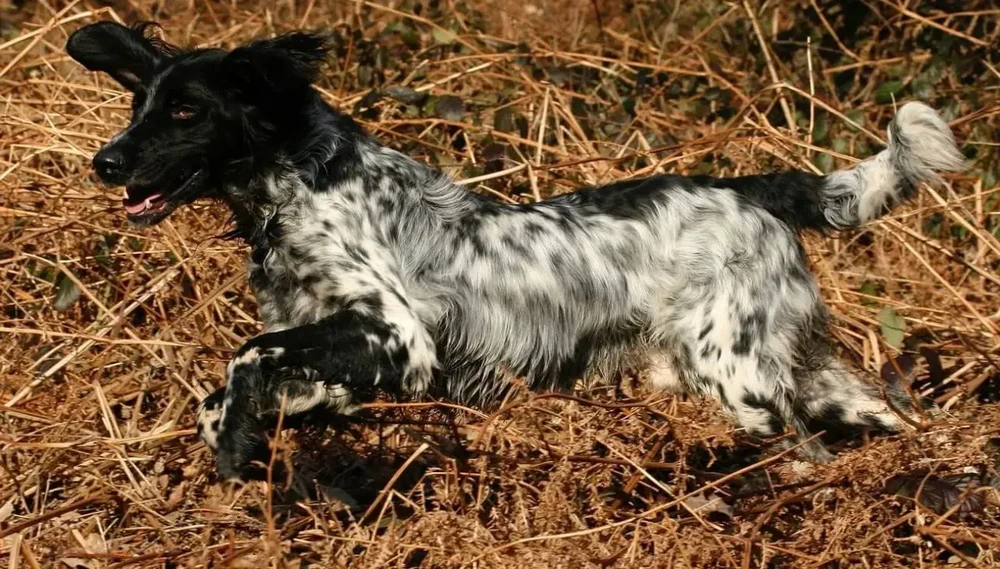 Large Munsterlander standing outdoors
