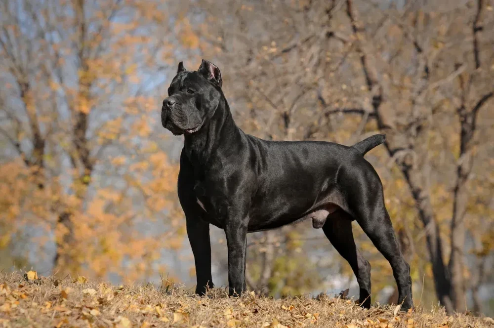 Cane Corso standing in profile