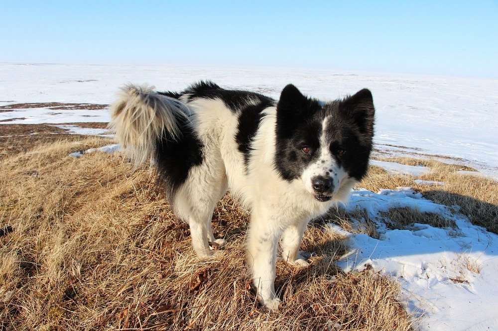 Nenets herding laika with thick double coat