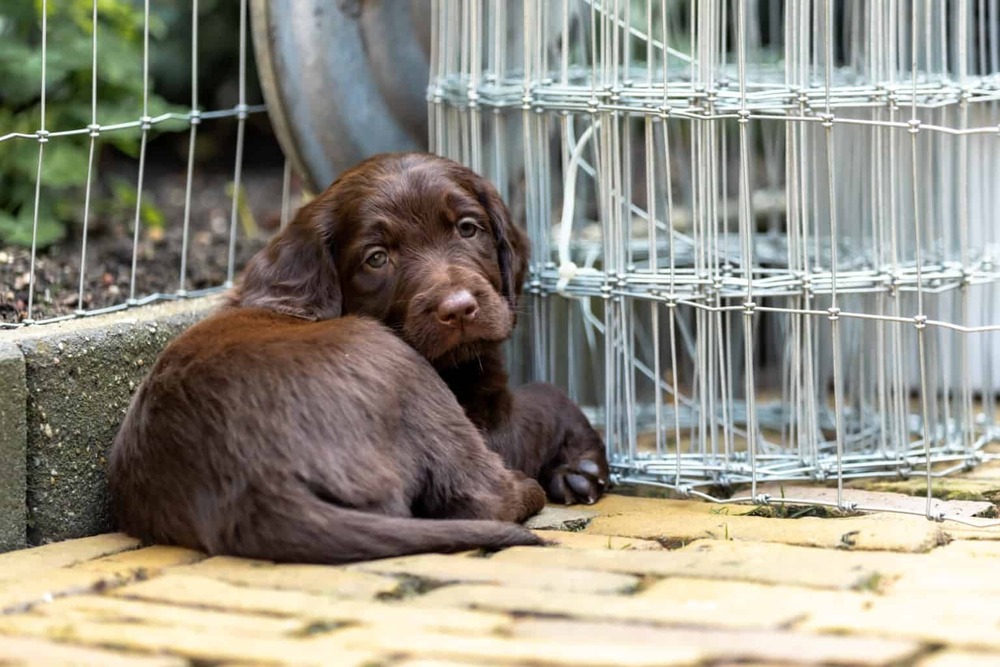 German Longhaired Pointer resting after activity