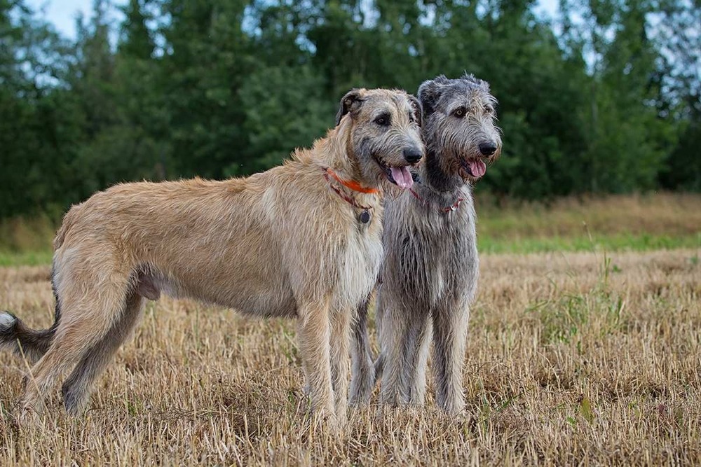 Irish Wolfhound sitting calmly in a garden
