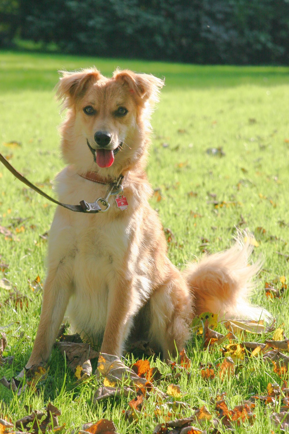 Basque Shepherd Dog looking attentive